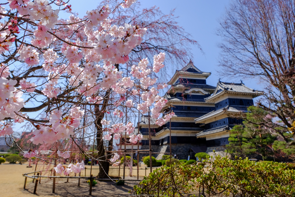 枝垂れ桜ももうすぐ満開