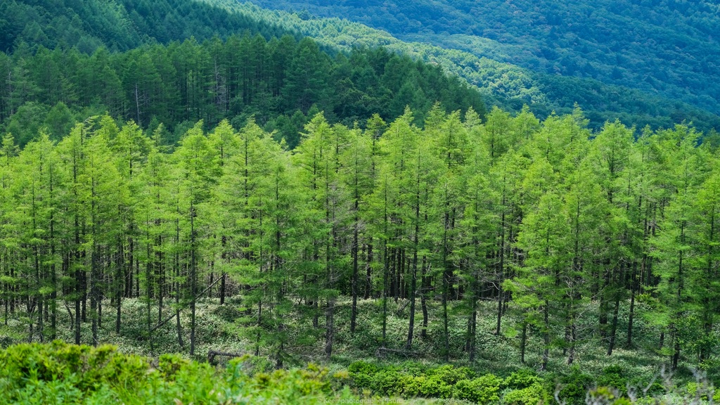 針葉樹の緑