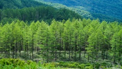 針葉樹の緑