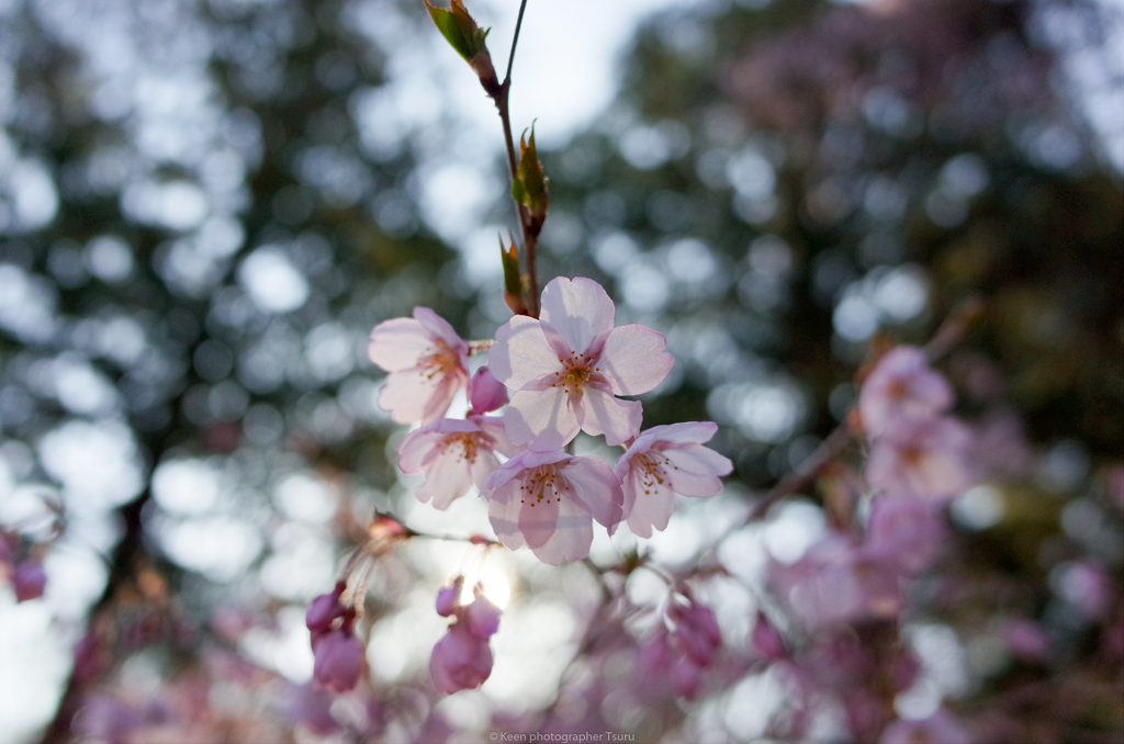 sakura