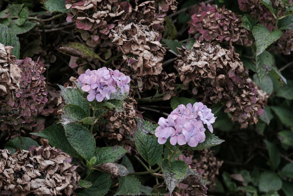 秋紫陽花
