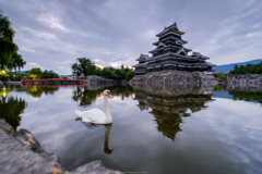 お堀の白鳥