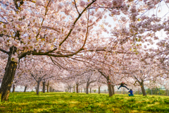 桜を楽しむ