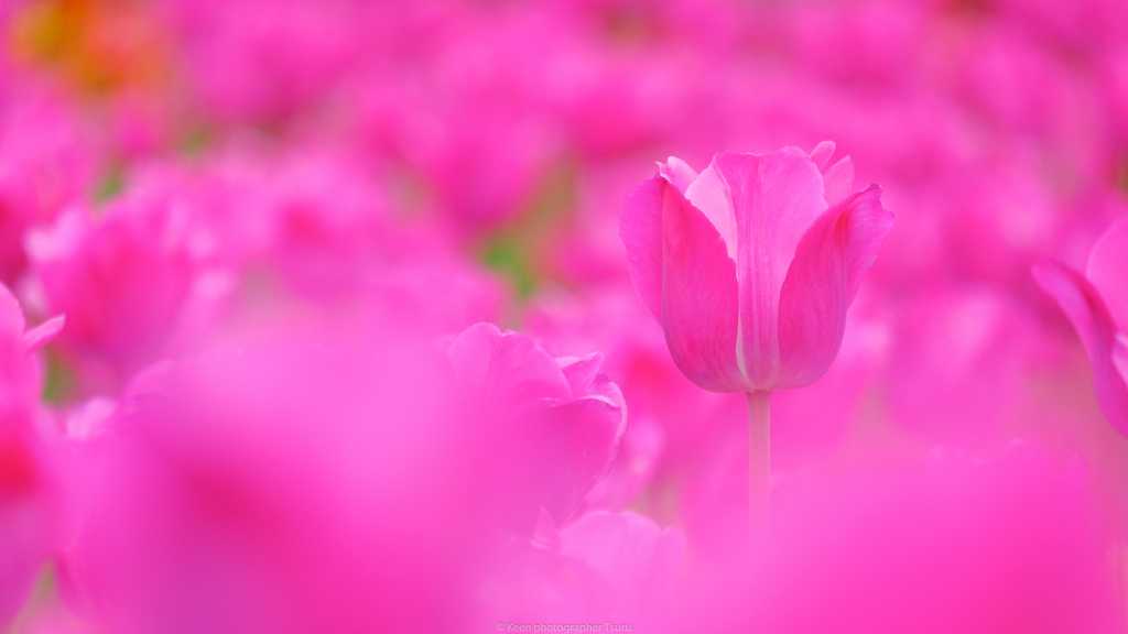 桃色花