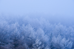 樹氷を作る霧