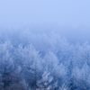 樹氷を作る霧