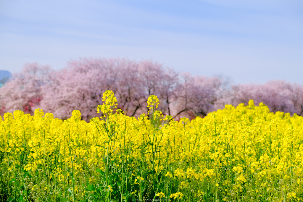 菜の花