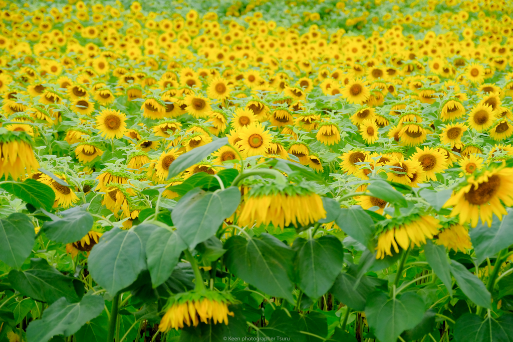 夏バテ