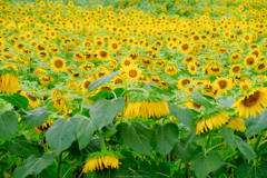 夏バテ