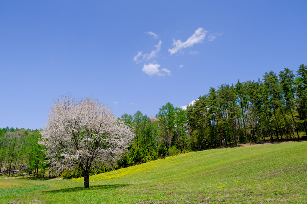 高原の一本桜