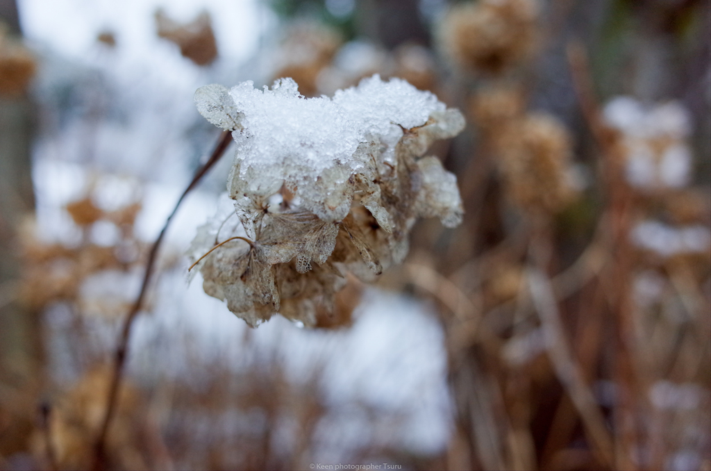 雪紫陽花