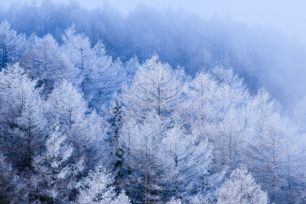 霧氷の木々