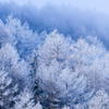 霧氷の木々