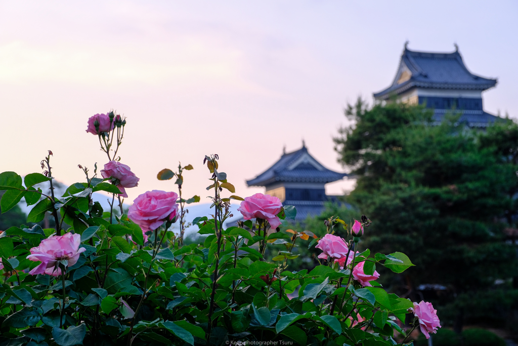 バラと城