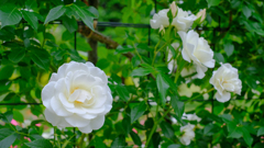 薔薇