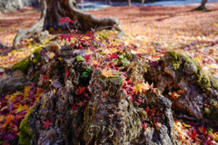 紅葉