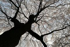 桜の妖精