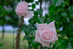 薔薇