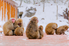 雪か、、、