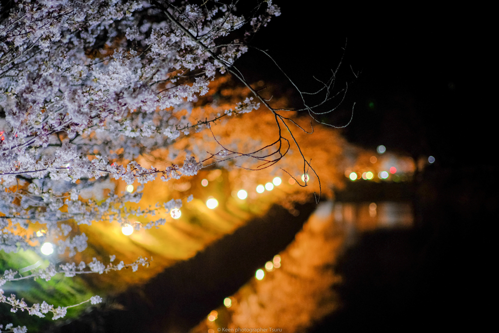 お堀の桜