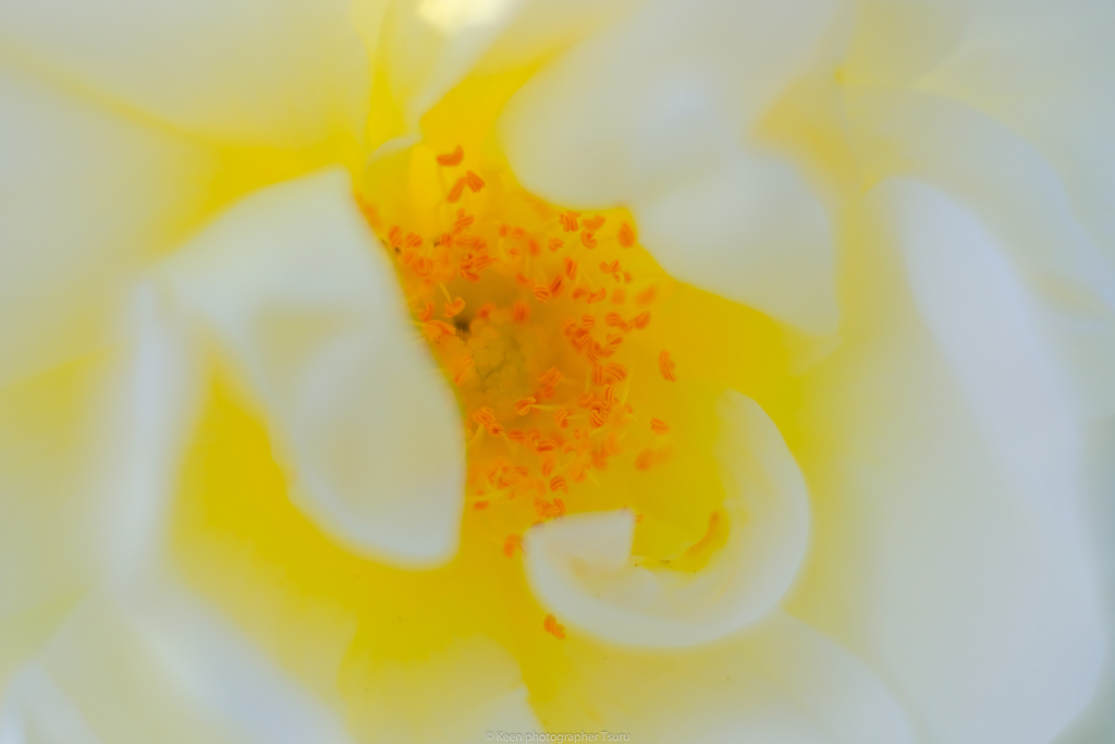 薔薇の花