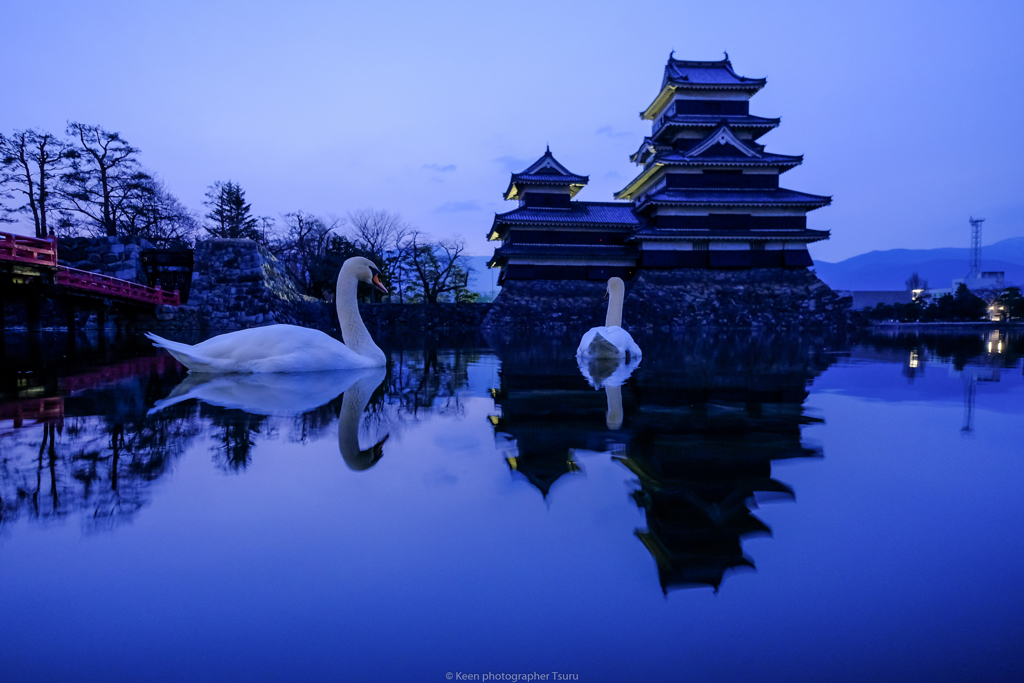 お堀の白鳥