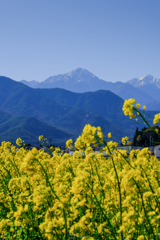 菜の花と常念岳