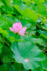 蓮