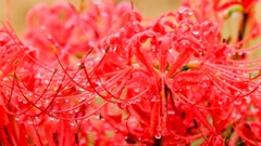 露密