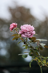 薔薇