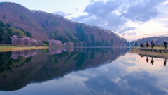 中綱湖オオヤマザクラ