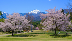 常念岳と桜