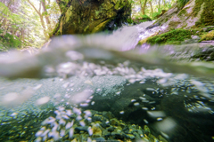 水泡