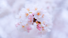 sakura