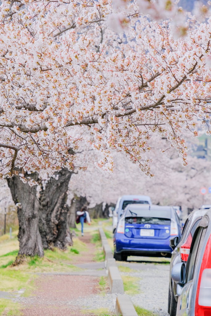 桜並木