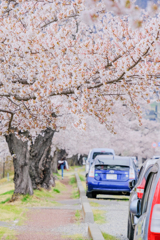 桜並木
