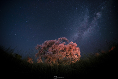 桜と星空