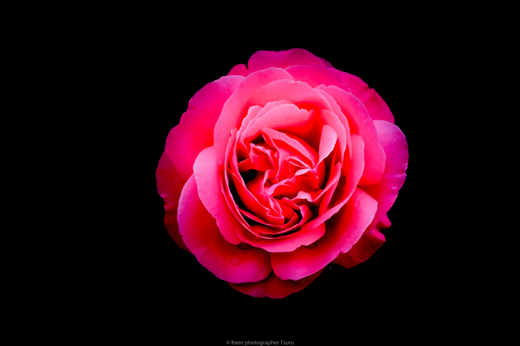 薔薇