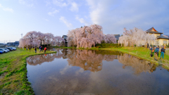 安養寺の枝垂れ桜