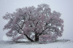 雪と桜