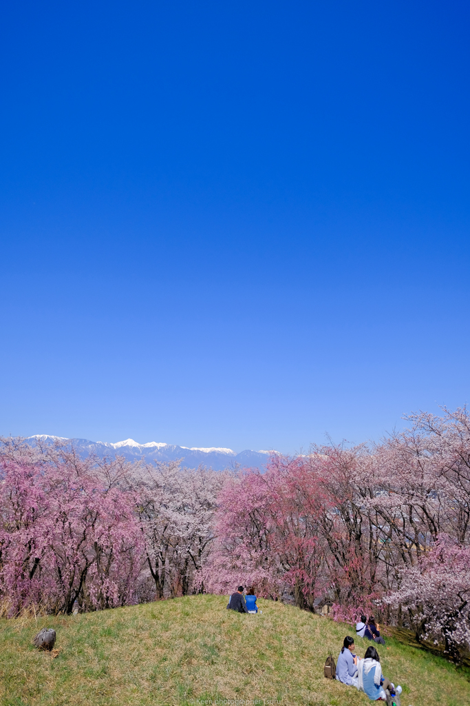 弘法山古墳の春