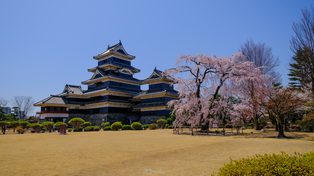 満開の清正公駒つなぎの桜