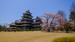 満開の清正公駒つなぎの桜