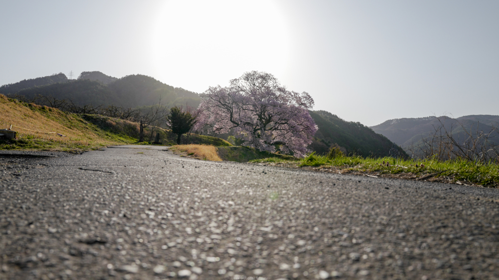 朝陽を浴びる桜