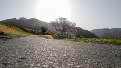 朝陽を浴びる桜