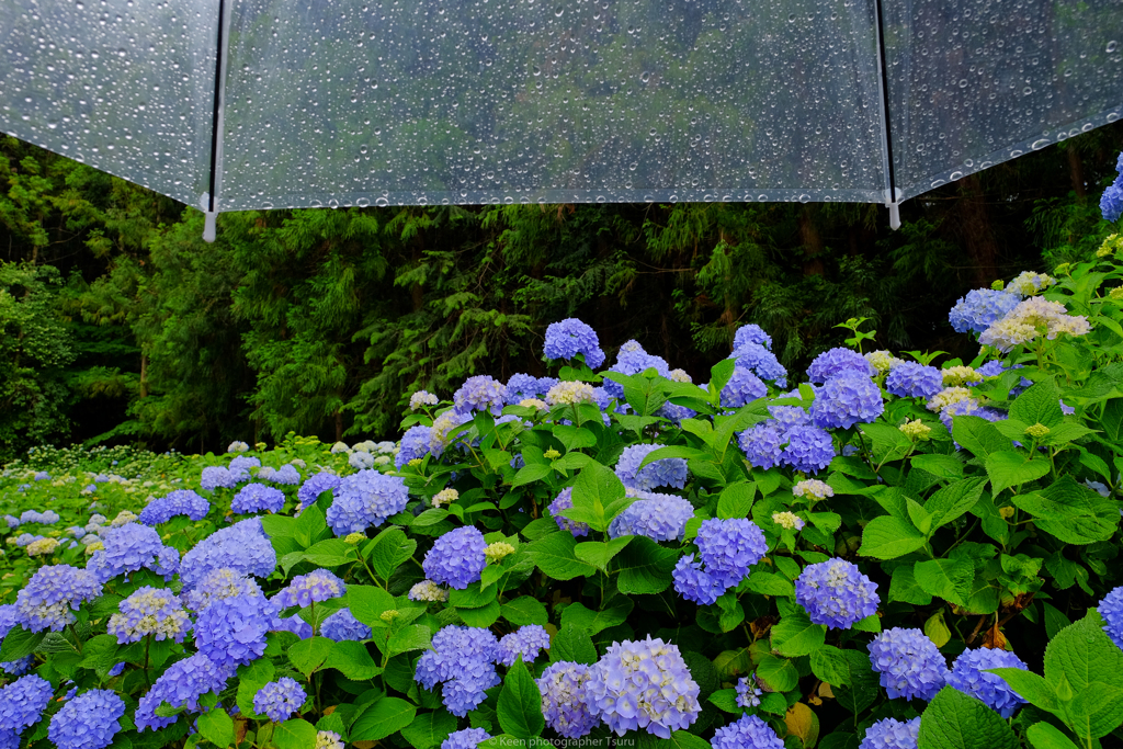 雨降りの撮影