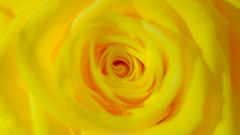 薔薇