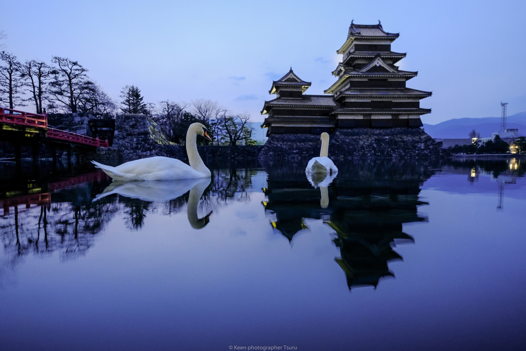 お堀の白鳥