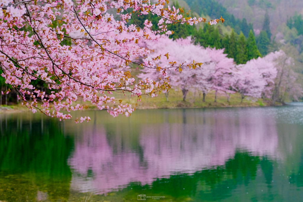 葉桜とオオヤマザクラ