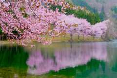 葉桜とオオヤマザクラ
